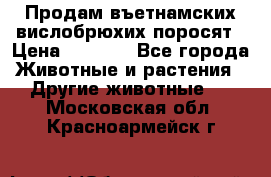 Продам въетнамских вислобрюхих поросят › Цена ­ 2 500 - Все города Животные и растения » Другие животные   . Московская обл.,Красноармейск г.